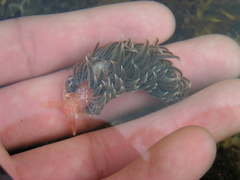 Spurilla braziliana