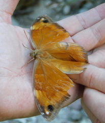 Opsiphanes blythekitzmillerae