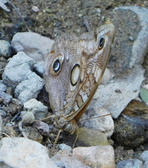 Opsiphanes blythekitzmillerae