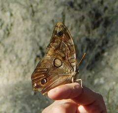 Opsiphanes blythekitzmillerae