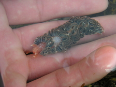 Spurilla braziliana