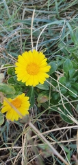 Calendula arvensis