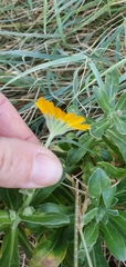 Calendula arvensis