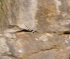 Notoaeschna sagittata