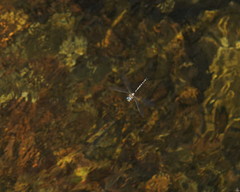 Notoaeschna sagittata