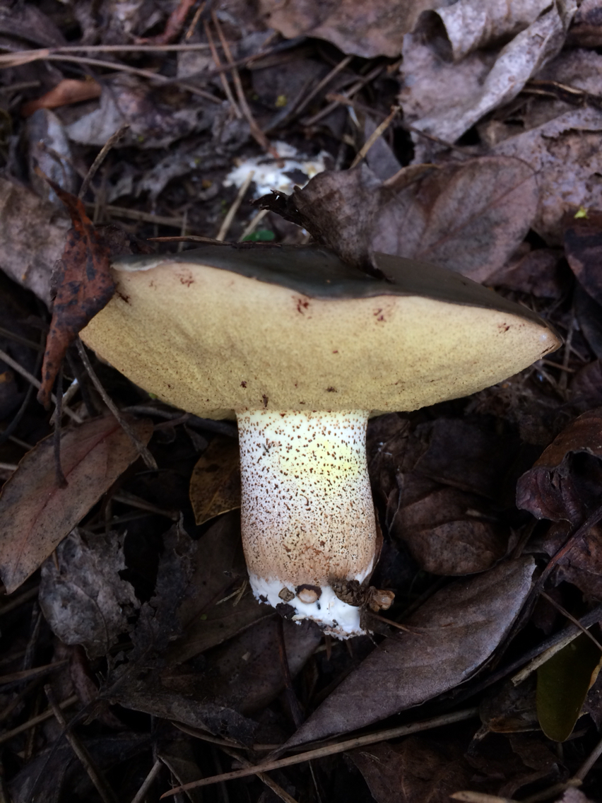 Suillus pungens image