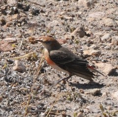 Epthianura tricolor