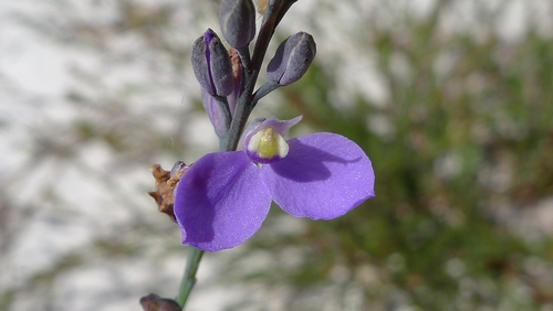 leafless milkwort (Comesperma defoliatum)