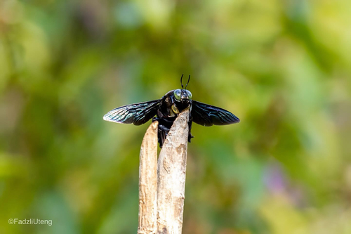 Broad-handed Carpenter Bee