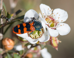 Castiarina crenata