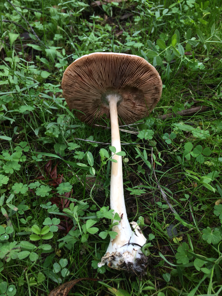 Volvariella gloiocephala image