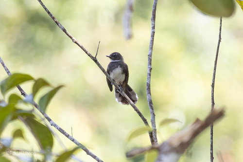 Malaysian Pied-Fantail