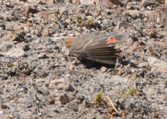 Epthianura tricolor