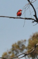 Epthianura tricolor