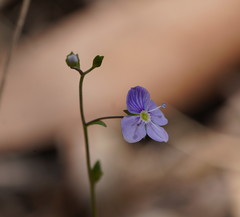 Veronica brownii