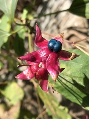Clerodendrum trichotomum