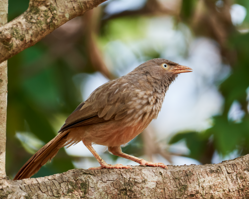 Jungle Babbler photo
