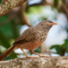 Jungle Babbler - Photo (c) Karthik, some rights reserved (CC BY-NC-ND), uploaded by Karthik