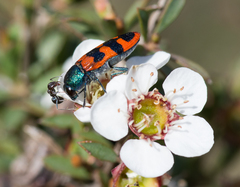 Castiarina crenata