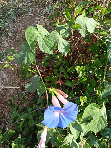 Ipomoea indica