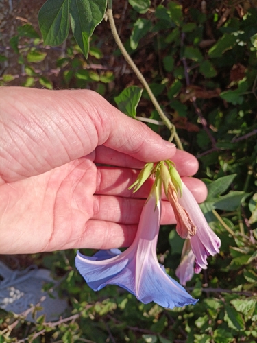 Ipomoea indica