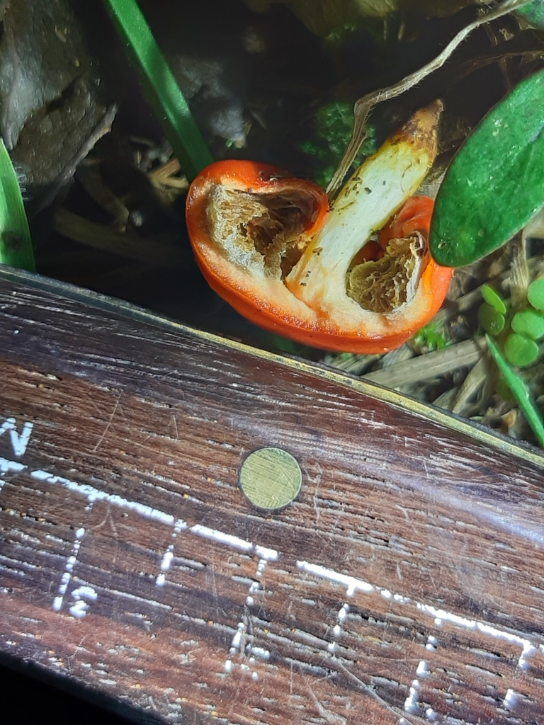 Leratiomyces erythrocephalus · August 2025 · photo: © georgecox (iNaturalist, cc0)