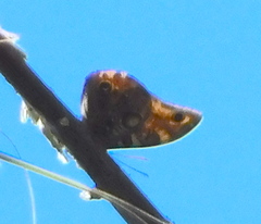 Opsiphanes blythekitzmillerae