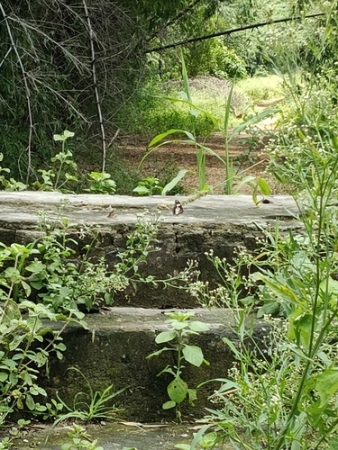 Danaid Eggfly