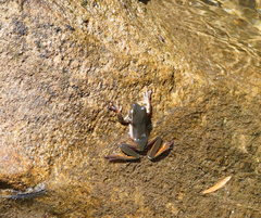 Ranoidea phyllochroa