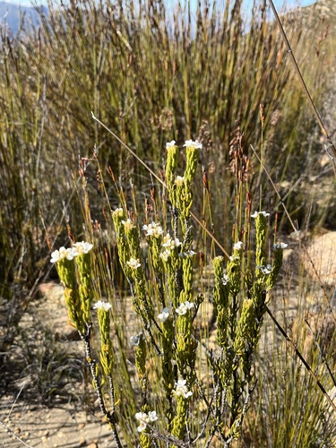 Acmadenia wittebergensis (Acmadenia wittebergensis)