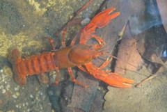 Euastacus australasiensis