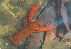 Euastacus australasiensis