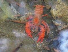 Euastacus australasiensis