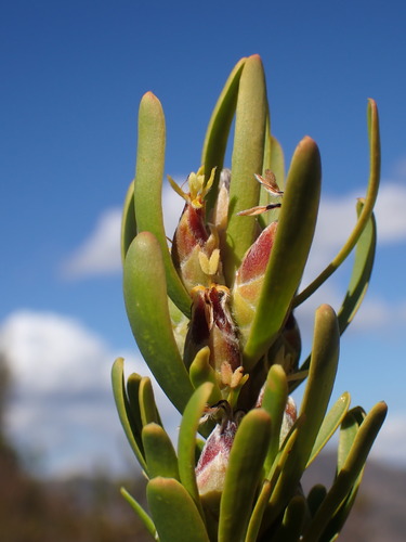 Ericaleaf Conebush (Leucadendron ericifolium)