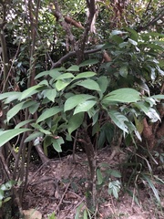 Psychotria asiatica