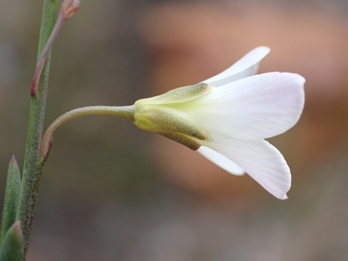 Tree Sunsorrel (Heliophila glauca)