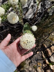 Lachnaea pomposa