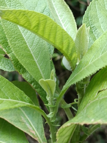 Blumea balsamifera, photograph 6