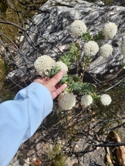 Lachnaea pomposa