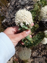 Lachnaea pomposa