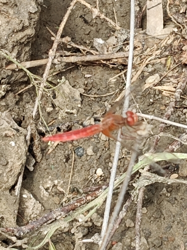 Scarlet Skimmer