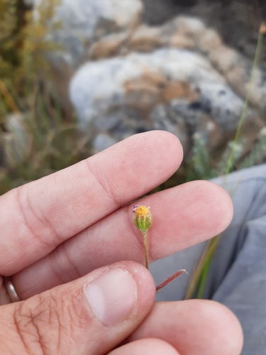 Hawekwas Plumeseed (Zyrphelis leiocarpa)