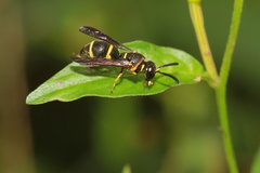 Stenodynerus chinensis