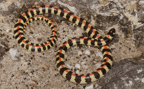 Spotted Harlequin Snake