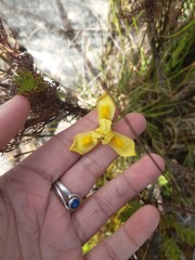 Moraea fugax