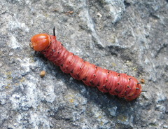 Anisota oslari