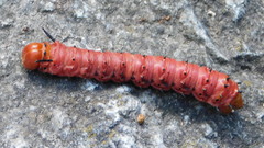 Anisota oslari