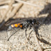 Black-banded Spider Wasp - Photo (c) Vladimir Bryukhov, some rights reserved (CC BY-NC), uploaded by Vladimir Bryukhov