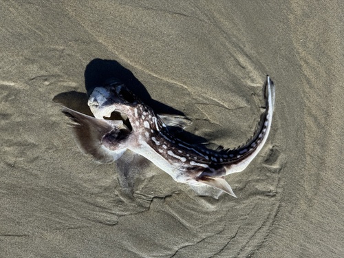 Dark ghostshark (Hydrolagus novaezealandiae) — Chimaeridae — 4