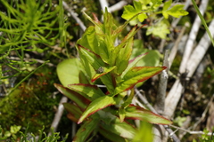 Epilobium glandulosum